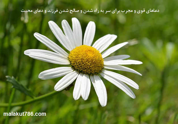 دعاهای-قوی-و-مجرب-برای-سر-به-راه-شدن-و-صالح-شدن-فرزند-و-دعای-محبت-1 ادعيه و اذكار دسته‌بندی نشده دعا دعا و ختم مجرب متفرقه مهر و محبت 